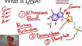 What is DNA [upl. by Ayojal]