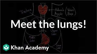 Mediastinal Lymphnodal Stations on Chest CT scan [upl. by Orpheus]