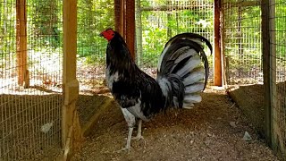 Miner Blue Gamefowl Rooster Gallos [upl. by Aidnyl]