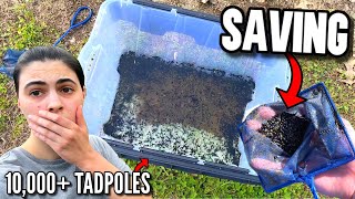 Saving THOUSANDS OF TADPOLES From ABANDONED DRIED UP POND SAD [upl. by Fifi]