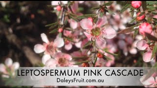 LEPTOSPERMUM PINK CASCADE Australian Native Ground Cover [upl. by Srednas207]