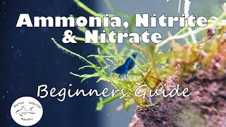 Ammonia Nitrite and Nitrate  Beginners Guide [upl. by Hux]