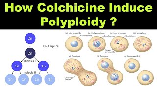 How Colchicine Induce Polyploidy during Cytokinesis   Mutations  Dr Ghanshyam Jangid [upl. by Paulina]