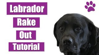 How To Rake amp Deshed A Labrador Retriever  Pet Grooming Tutorial [upl. by Enixam]