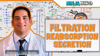 Renal  Filtration Reabsorption and Secretion Overview [upl. by Wilkey381]