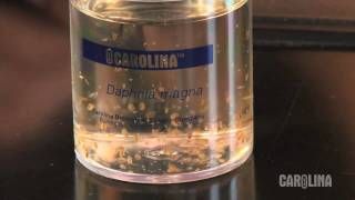 How to Care for Daphnia [upl. by Retsel]