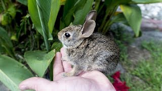 Caring for a Baby Cottontail Rabbit Thumper [upl. by Evelyn147]