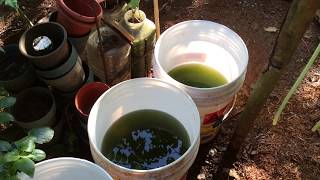 How to grow Green Water Algae [upl. by Tanah]