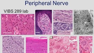 Medical School Histology Basics  Peripheral Nerve [upl. by Prowel580]