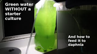 Green Water WITHOUT a Starter Culture  From Scratch  How To [upl. by Eveneg]