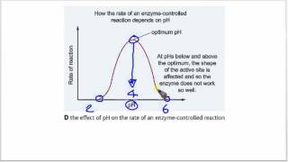 pH amp Enzyme Activity [upl. by Aljan]