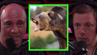 Steve Rinella Details After Effects of Grizzly Bear Encounter [upl. by Ellerihs]