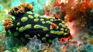 Fascinating Facts About Nudibranchs [upl. by Murdock]