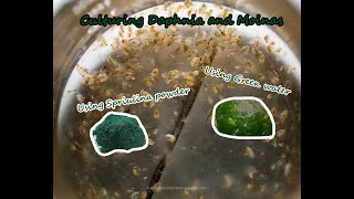 How To Culture Daphnia and Moinas using Green Water Spirulina powder [upl. by Steady]