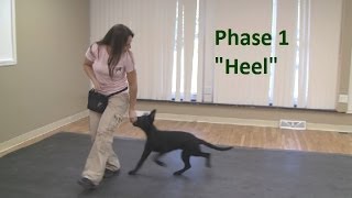 How to Train a Dog to quotHeelquot K91com [upl. by Aicercal210]