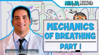 Respiratory  Mechanics of Breathing Pressure Changes  Part 1 [upl. by Roberts131]