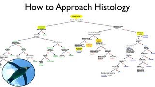 Help with Histology [upl. by Jenesia552]