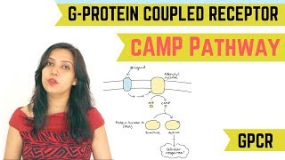 cAMP PATHWAY  GPROTEIN COUPLED RECEPTOR GPCR [upl. by Etnahc]