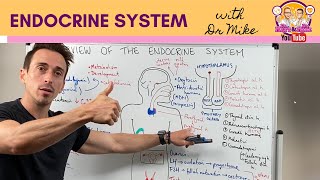 Overview of the Endocrine System [upl. by Adley]