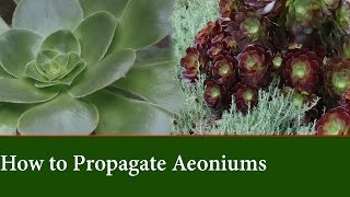 How to Propagate Aeonium from Cuttings [upl. by Etnecniv965]