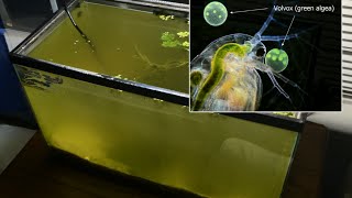 Raising Daphnia for the Freshwater Aquarium [upl. by Zanahs]