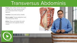 Transversus Abdominis – Anatomy  Lecturio [upl. by Emsmus242]