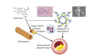 Colchicine [upl. by Fitalludba577]