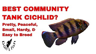 African Butterfly CichlidThe Ultimate Beginner Cichlid [upl. by Adolfo]