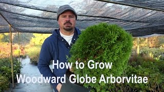 How to grow Woodward Globe Arborvitae with a detailed description [upl. by Ruiz]