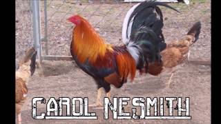 Best Gamefowl Breeders in USA Part 1 [upl. by Ahsinahs]