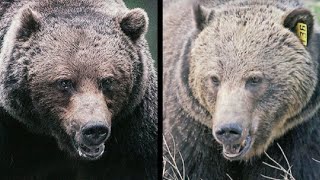 Showdown between two of Banffs biggest grizzlies [upl. by Mukerji]