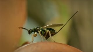 Life of Insects  Attenborough Life in the Undergrowth  BBC Earth [upl. by Witkin]