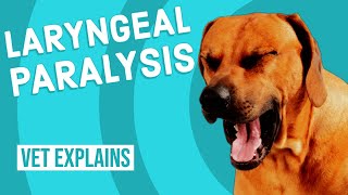 Laryngeal Paralysis in Dogs [upl. by Mollee]