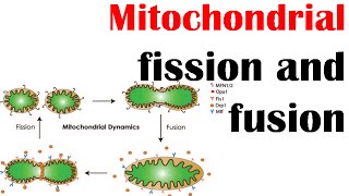 Mitochondrial fission and fusion [upl. by Brigette519]