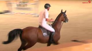 Ludger Beerbaum  Cool Down  Late Entry  Riesenbeck International  2016 [upl. by Cruickshank]