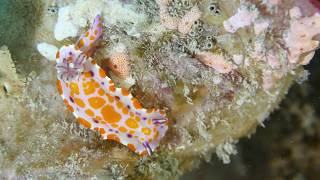 Nudibranchs of the Great Southern Reef [upl. by Acirem]