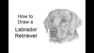 How to Draw a Labrador Retriever Dog Head Detail [upl. by Luap]