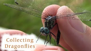 How to Collect Dragonflies [upl. by Yve331]