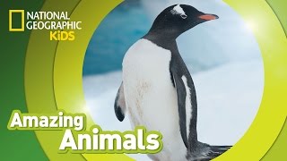 Gentoo Penguin 🐧  Amazing Animals [upl. by Elehcin]