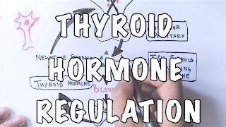 Types of Hormones  Human Physiology [upl. by Barling697]