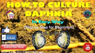 HOW TO CULTURE DAPHNIA In Easy Way [upl. by Selda891]