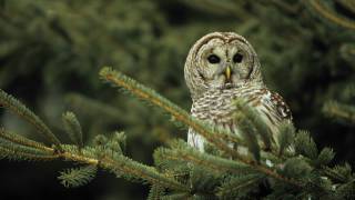 Voices Barred Owl [upl. by Melvina173]