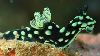 Facts The Nudibranch [upl. by Hnao391]