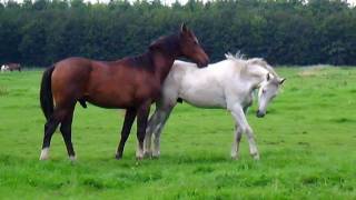 Horses in the field Stabilized [upl. by Haman]