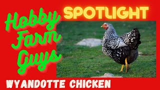 HFG Farm Animal Spotlight Wyandotte Chicken [upl. by Anaoj]